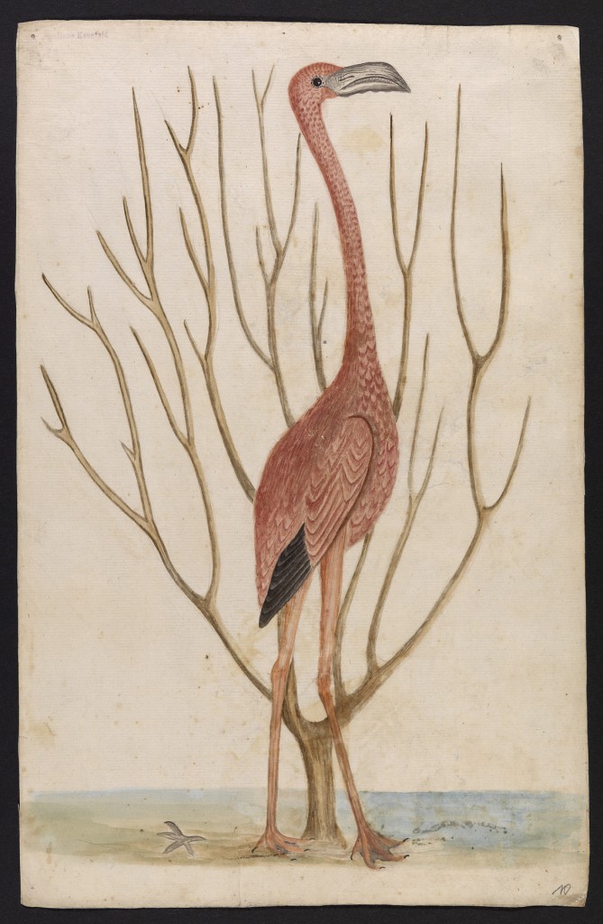Lot 22: Franz Boos (1753-1832): Keratophyton Dichotomum fuscum und Flamingo, Rufpreis € 1.800