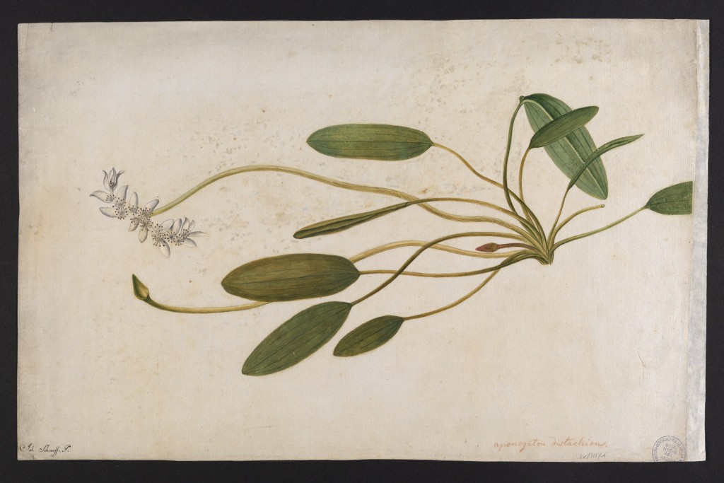  Lot 48: Johann Scharff (1765-1794): Aponogeton dystachium, Rufpreis € 1.500