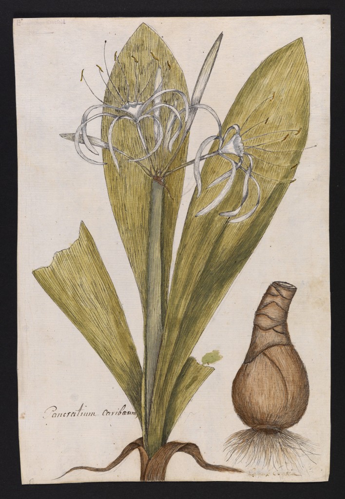 Lot 54: Nikolaus Joseph von Jacquin (1727-1817): Pancratium caribaeum, Rufpreis € 1.500