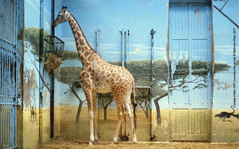 Candida Hörer, Zoologischer Garten Paris II, 1997 Edition 3/6 Farbfotografie, 26 x 37 cm Courtesy the artist © Bildrecht Wien, 2017