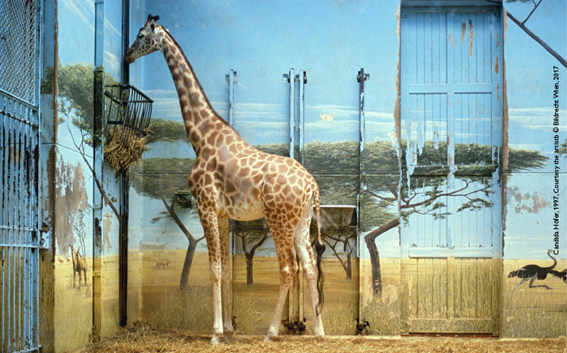 Candida Hörer, Zoologischer Garten Paris II, 1997 Edition 3/6 Farbfotografie, 26 x 37 cm Courtesy the artist © Bildrecht Wien, 2017